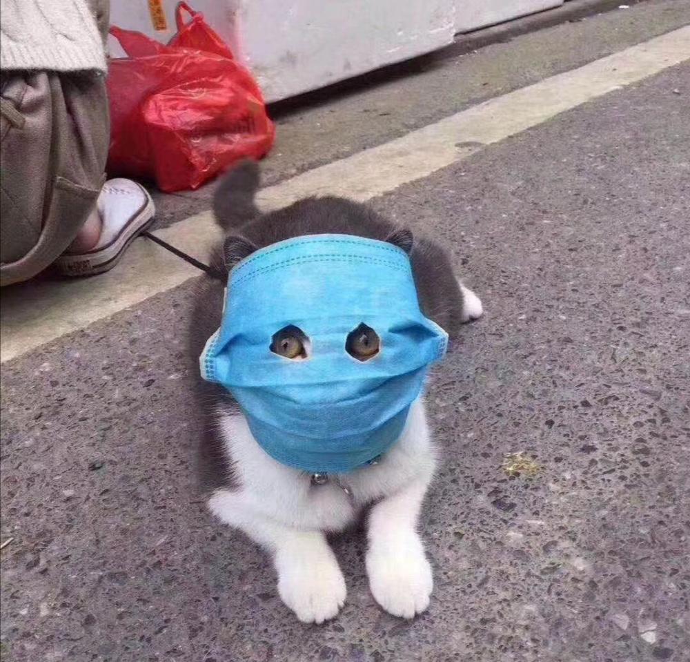 Kucing bertopeng masker