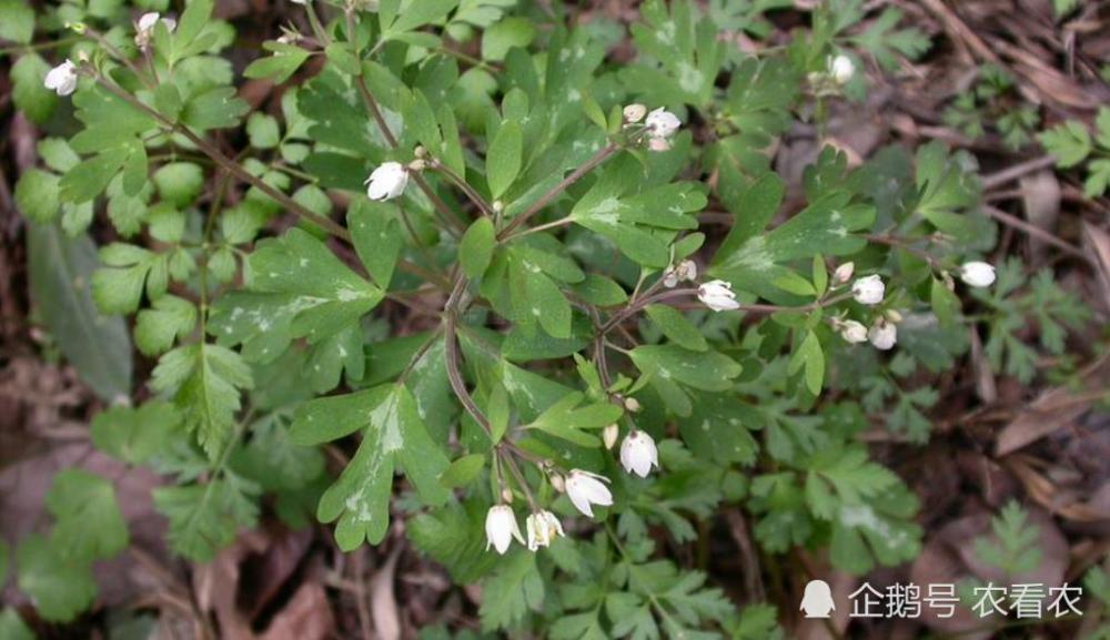 山谷里的"雷丸草",外表不凡,过去不稀罕,如今被大量种植_腾讯新闻