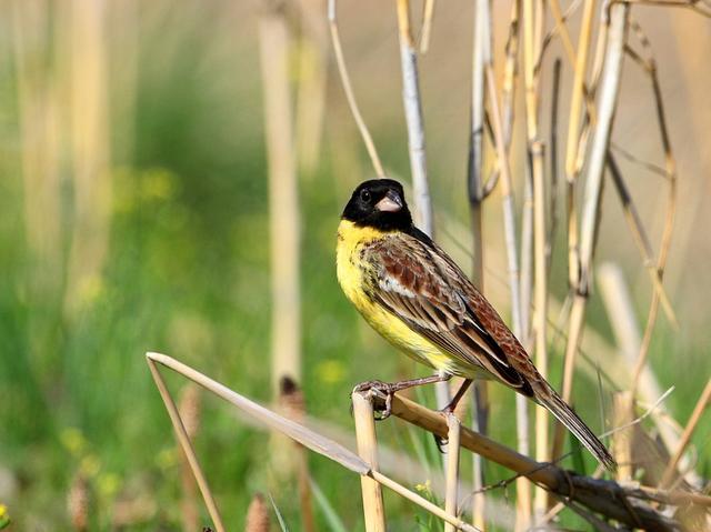黄胸鹀,又称黄花雀,有着天上人参的说法,据传能滋阴壮阳,虽未得到证实