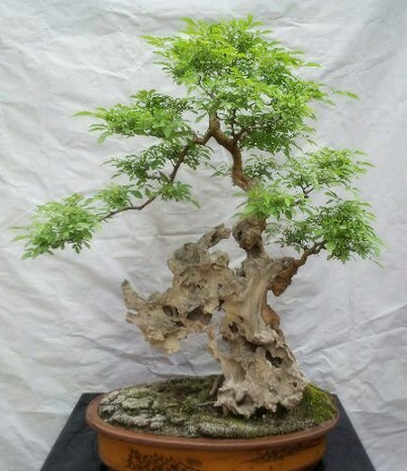 农村这树遍地是,长得快又皮实,做成盆景却价值不菲!