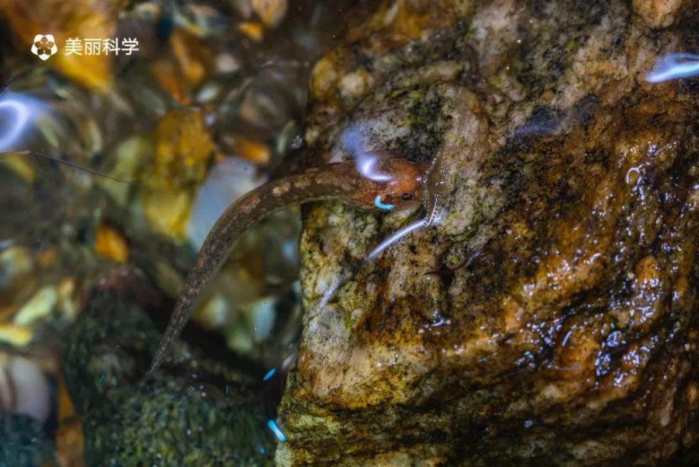 滇西南蛙类探秘之旅 腾讯新闻