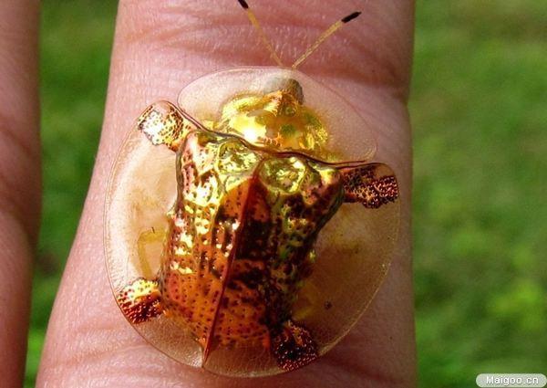 自然界这三种独特的动物你知道吗