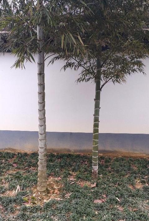 这几种竹子你不在院里种几颗