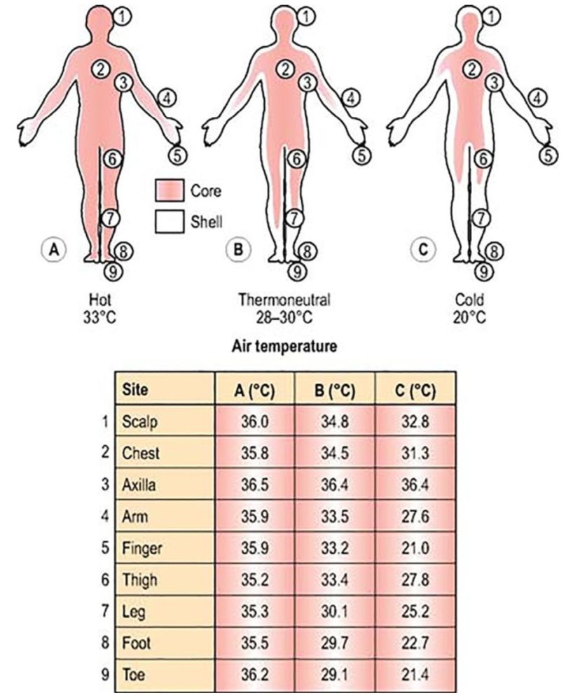 把人体这个机器根据各部位温度的分布情况分成两部分