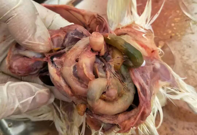 智慧蛋鸡关注细节一例魏氏梭菌病的诊断防治