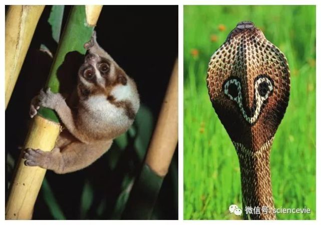 地球上唯一有毒的灵长类动物：懒猴_腾讯新闻