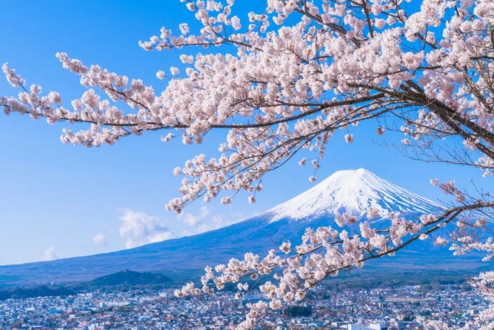 日本热门旅游地樱花盛开日期预测东京 大阪 京都 名古屋 札幌 福冈 腾讯新闻