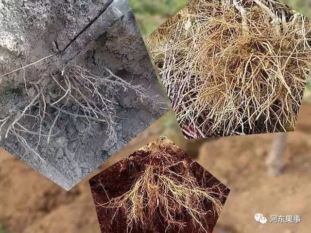 果树根系活动旺盛期及果树施肥8问