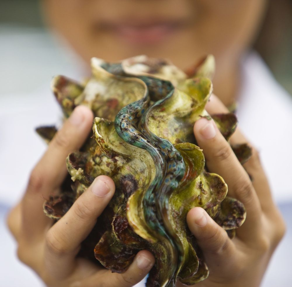 到伽亚娜生态度假村,看全球仅存8只的巨蛤