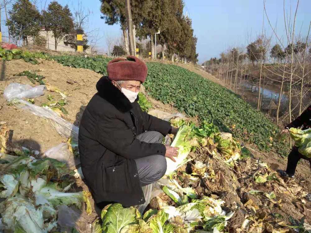 亳州双沟镇小皮庄抗疫生产两不误