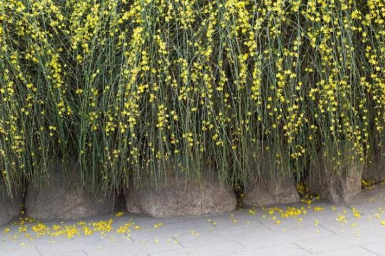 迎春花春天的信使