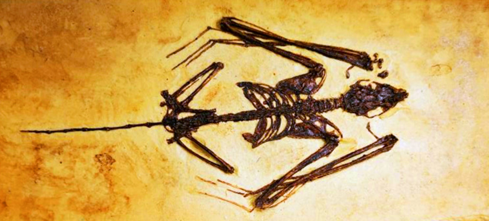 2003年,距今5200万年的蝙蝠化石被发现了,这表明在5200万年前就已经