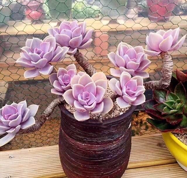 一种紫色 多肉 5个养护小技巧 叶片肥 长成群生的漂亮老桩 腾讯新闻