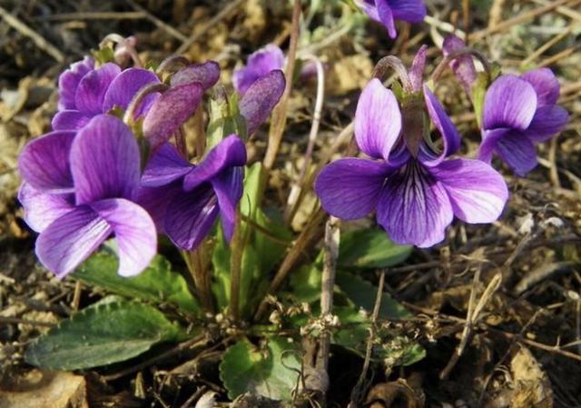 它被称为 紫花地丁 生长在山顶 拔1棵少1棵 珍贵 请爱惜 腾讯新闻