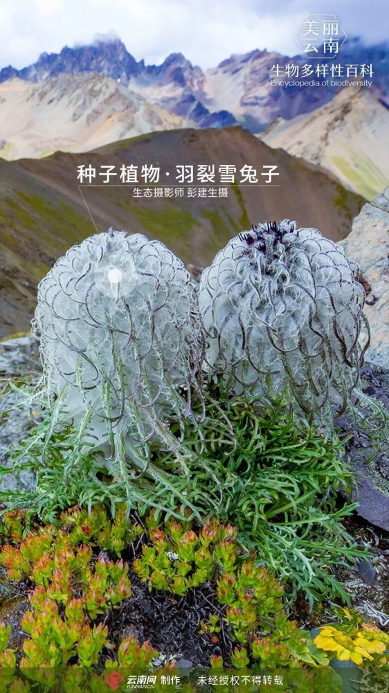 种子植物羽裂雪兔子山高兔为峰