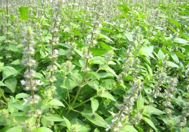 中药材荆芥人工栽培:掌握高产管理技巧,促进药农稳定增收