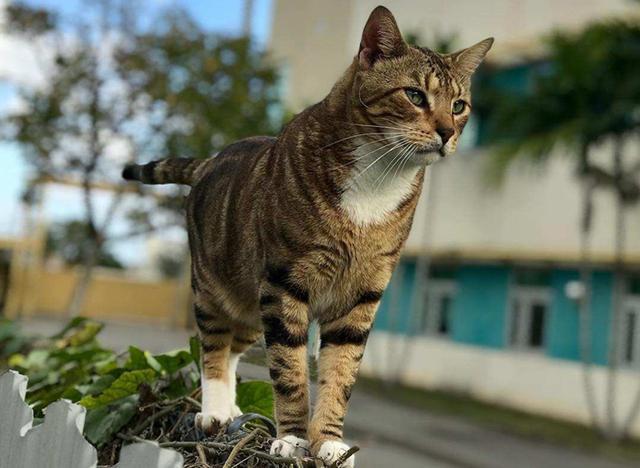 肺炎期间不宜出门，猫却想往外跑，主人用特殊猫爬架留住猫咪_腾讯新闻 - 猫
肺炎