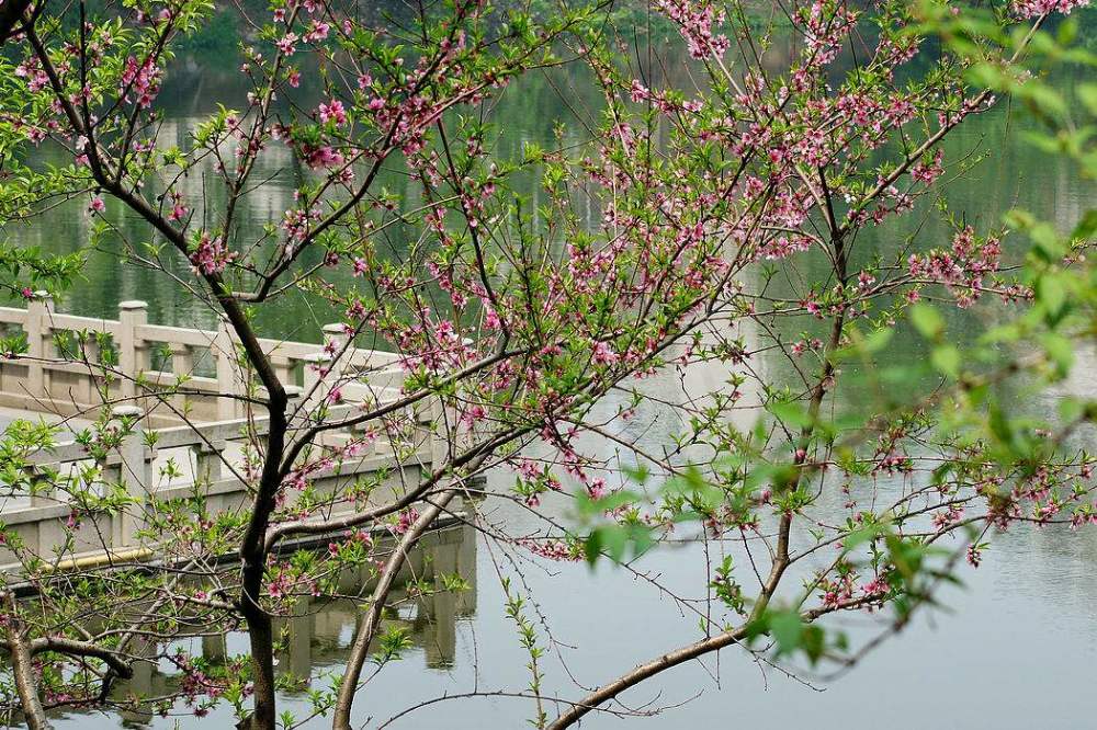南京最大的桃花岛 一万亩桃花盛开 拥有四十多个品种 腾讯新闻