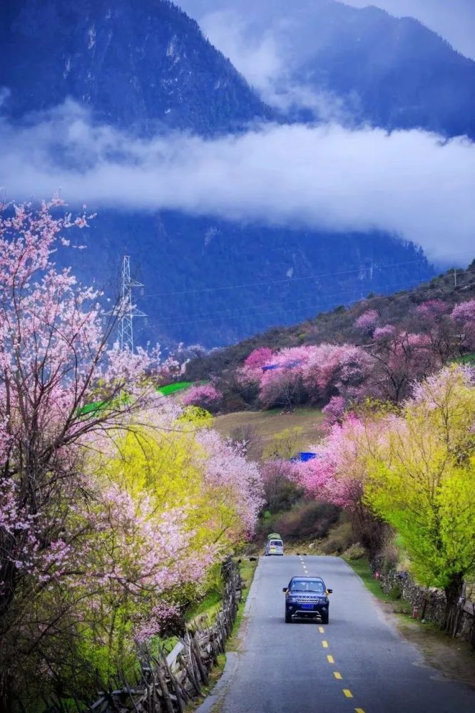 季节限定美景,一年只一次!西藏林芝,是今年春天最声势浩大的浪漫!