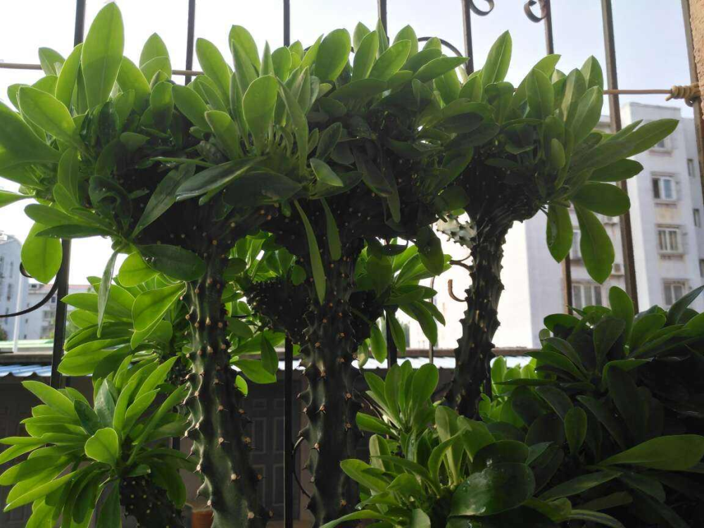 不管是麒麟掌还是龙骨,都是需要精心养护才能养的好,今天花花给大家