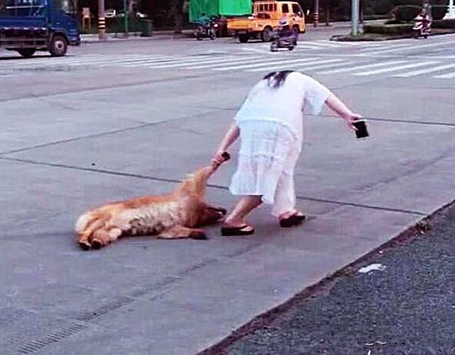 老远看女子拖着狗以为又是虐待事件上前了解后才知道是误会