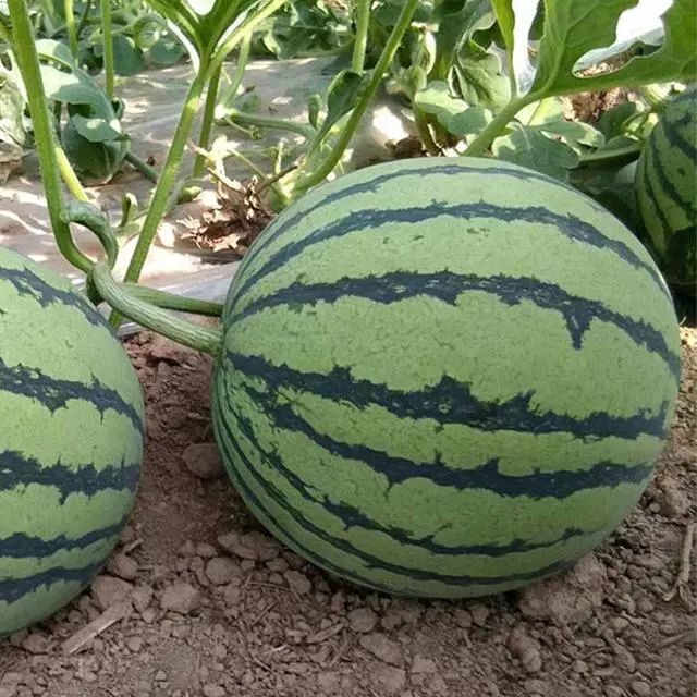 亩产3000公斤以上,果实甜度13度!保鲜时间长!