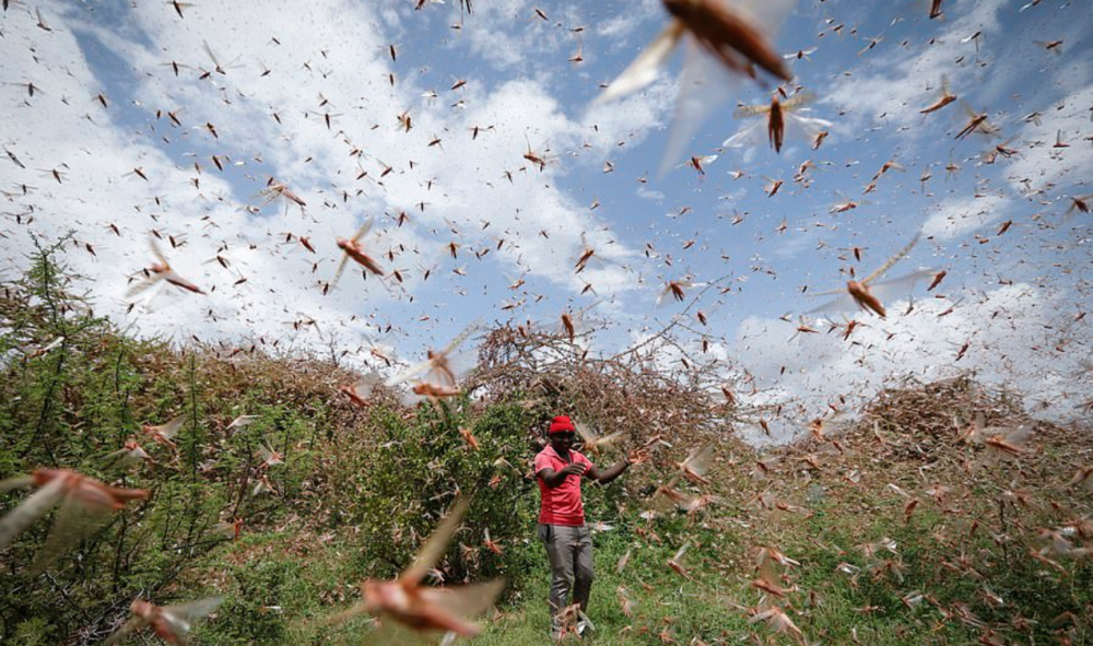 横扫东非的巨大蝗虫群可能会增长500倍并引发一场灾难