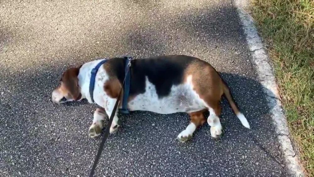 流浪狗被收养后不爱出门每次都在地上装死主人表示很无奈