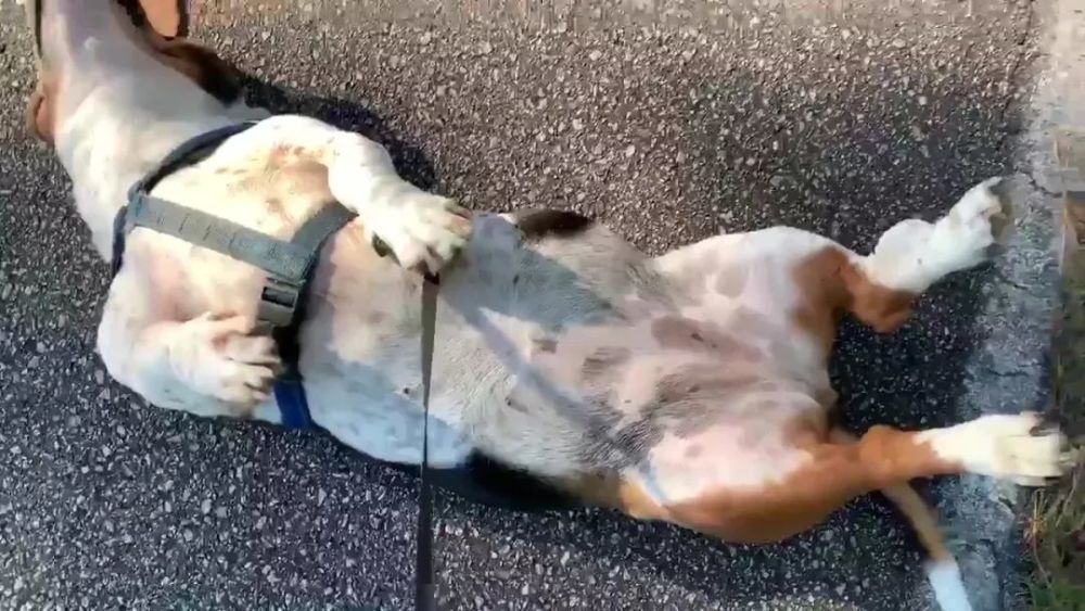 流浪狗被收养后不爱出门每次都在地上装死主人表示很无奈