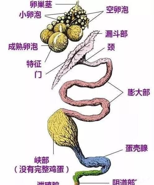 母鸡|公鸡连“作案工具”都没有，它是怎么让母鸡生蛋孵小鸡的？