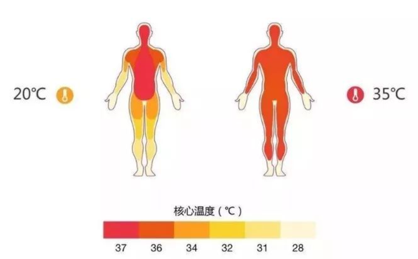 那里的温度范围始终在36~37摄氏度,而临床实验证明人体直肠的温度一般