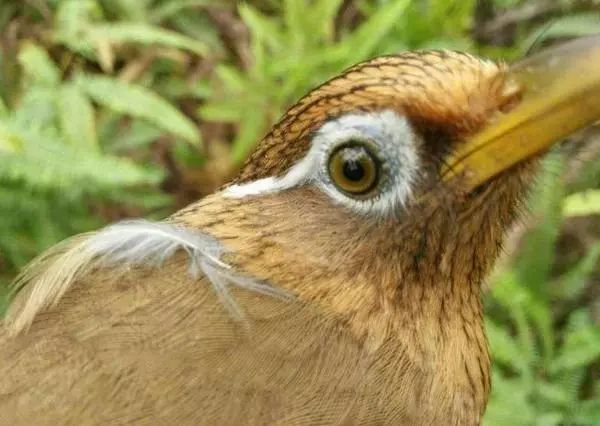 画眉鸟斗鸟饲料配方,吃什么能够尽快打架?