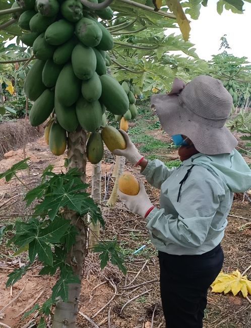 扩散西庆农场木瓜清甜大丰收果农急盼客商采摘收购