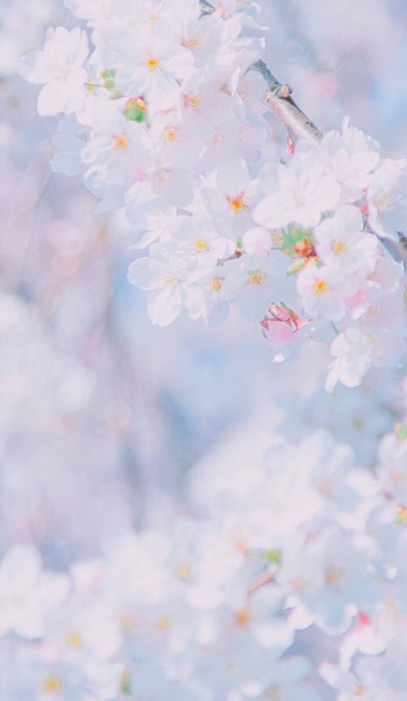 清新系列壁纸背景 腾讯新闻