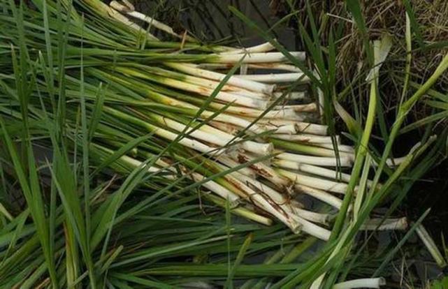 但一些吃货心里非常清楚,每年到了春季的时候,是吃香蒲茎部的最佳季节