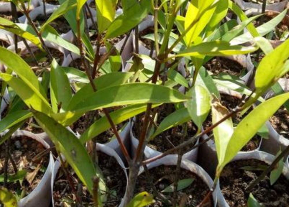 蚜虫聚集在山竹的幼嫩部位,吸食汁液,严重者山竹幼苗生长缓慢,甚至不