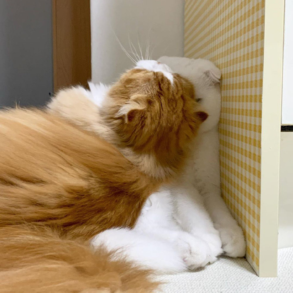 千万别调戏熟睡中的女朋友 我怂了 腾讯新闻