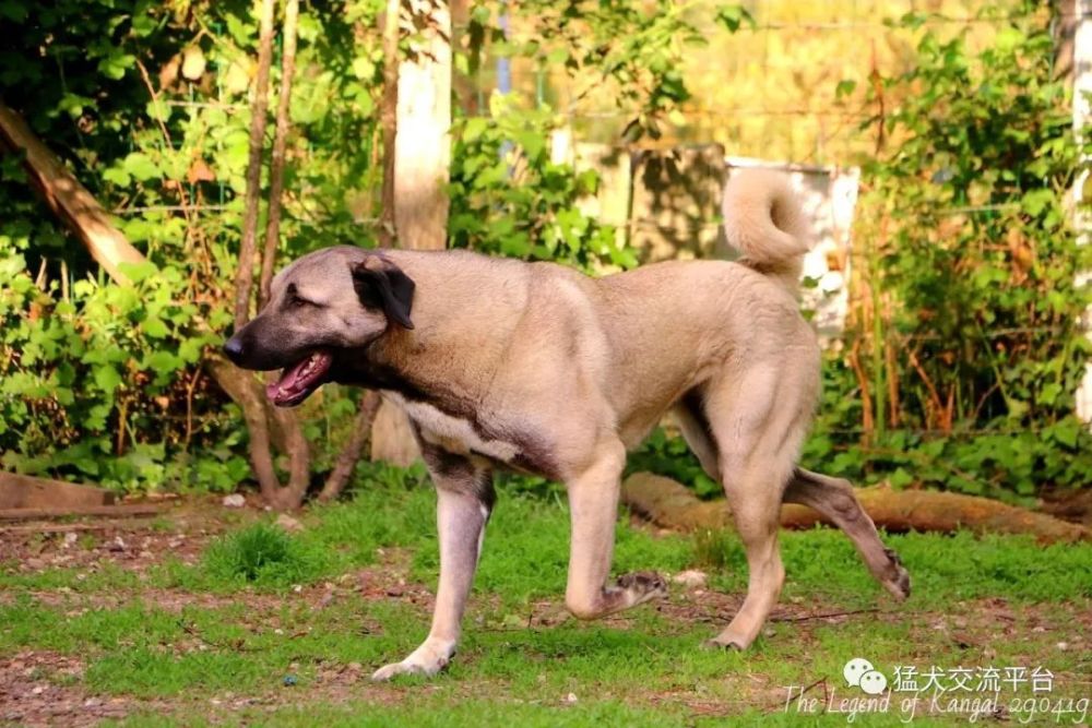 行雲流水的坎高犬我不信你不動心