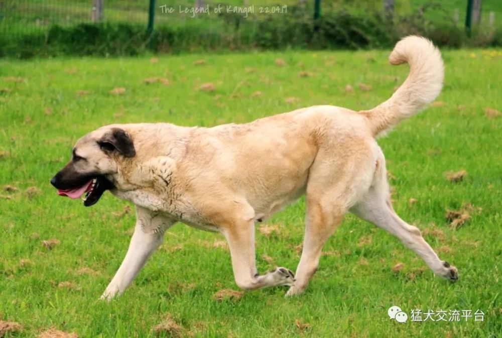 行云流水的坎高犬我不信你不动心