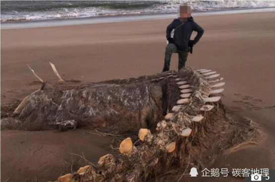 西亚拉风暴 过后 尼斯湖水怪 尸骨被冲上海滩 尼斯湖水怪