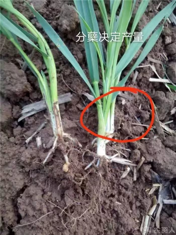 3月15号小麦拔节期以前,黄淮流域小麦长势主要看分蘖,根系,叶片长短及