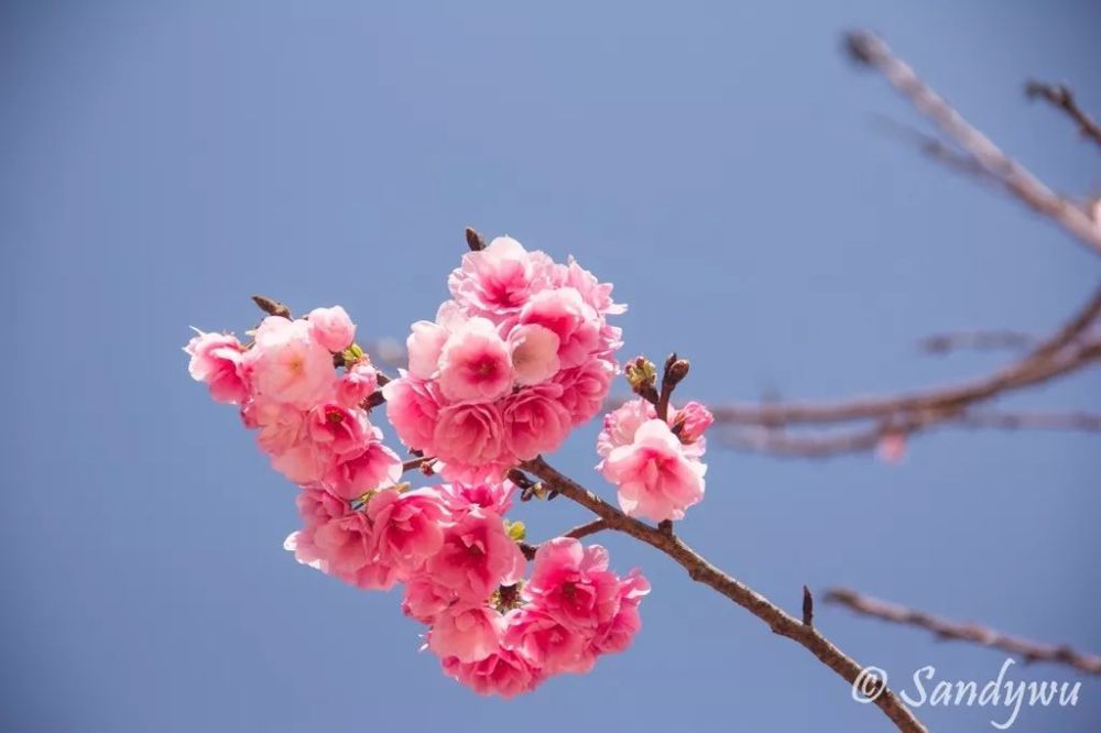 春天在哪里?昆明告诉你!一起来线上赏花吧