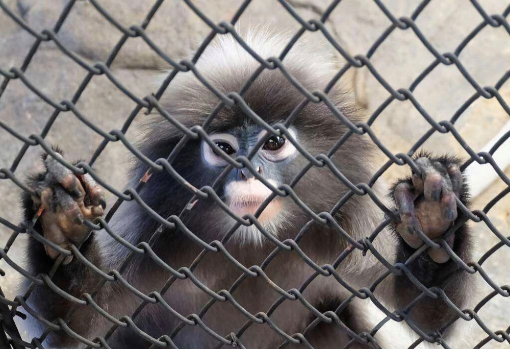 可恨的是直到武汉肺炎爆发后,那些贩卖野味的人依然明知故犯,唯利是图