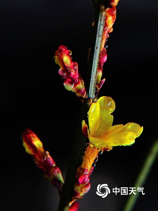 河南汝州花草露珠晶莹剔透生机勃勃