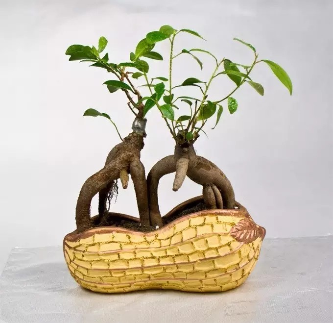 这两种观根植物,不看脸蛋看身材_腾讯新闻