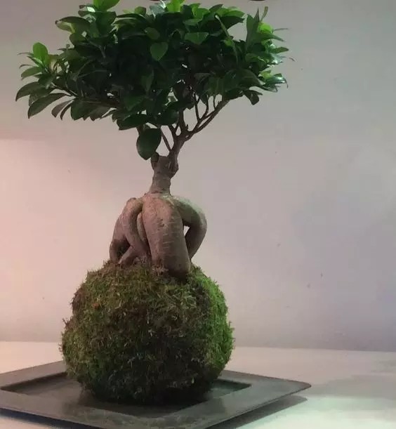 这两种观根植物,不看脸蛋看身材_腾讯新闻