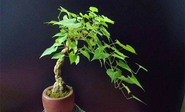 这两种观根植物,不看脸蛋看身材_腾讯新闻