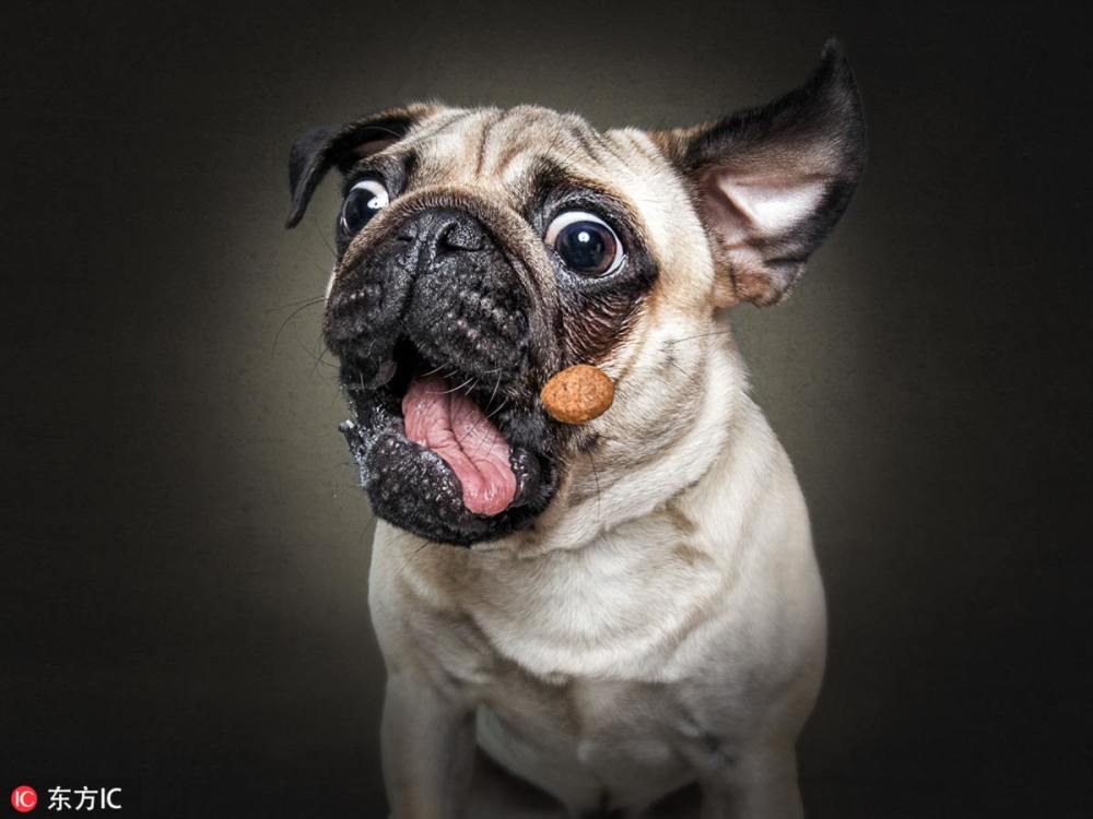 美国狗粮排行_2017美国金毛年度排行前十!