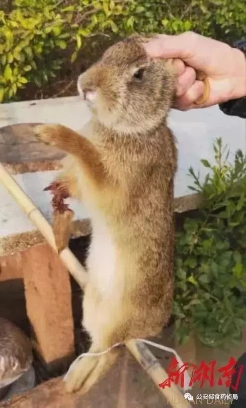 这个时候还顶风作案非法捕猎野生动物抓