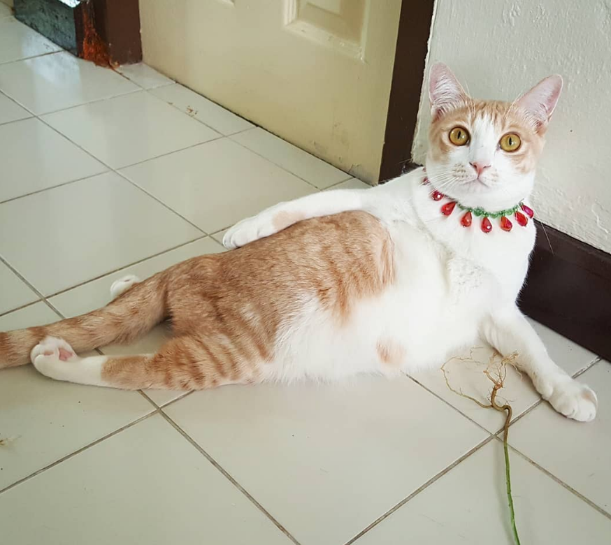 小橘猫粗心流浪被狗咬伤，身体瘫痪多亏女子收留，成了家中三公主_腾讯新闻